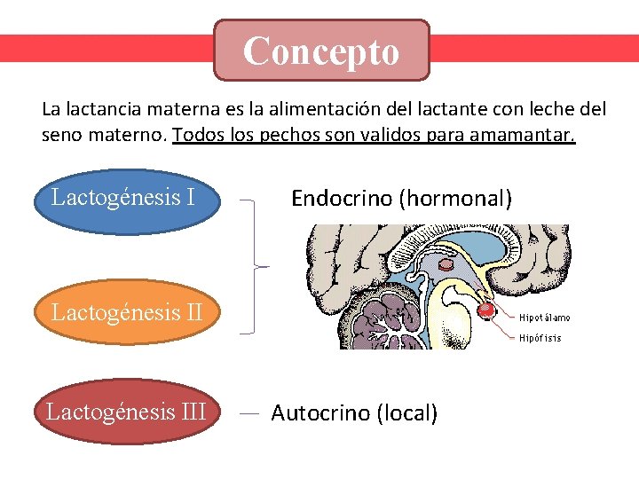 Concepto La lactancia materna es la alimentación del lactante con leche del seno materno.