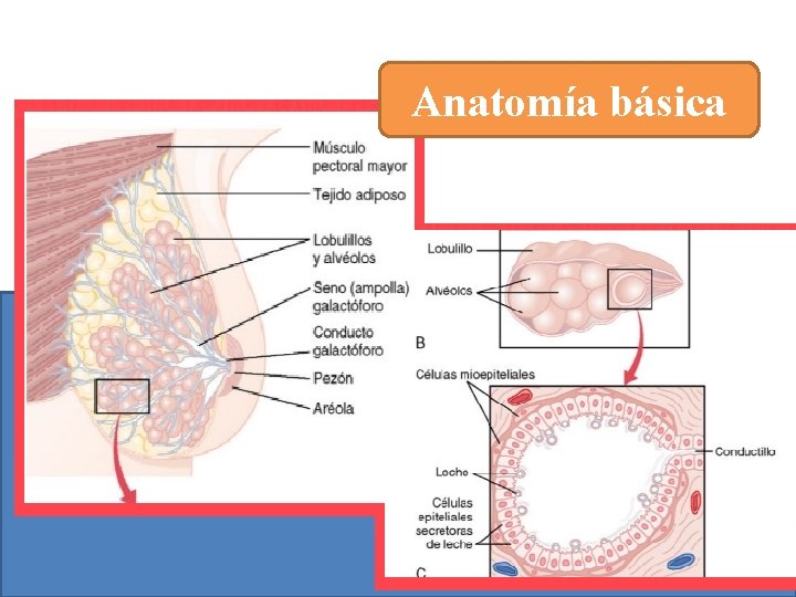 Anatomía básica 