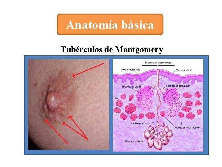 Anatomía básica Tubérculos de Montgomery 
