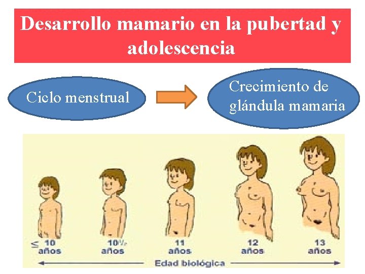 Desarrollo mamario en la pubertad y adolescencia Ciclo menstrual Crecimiento de glándula mamaria 