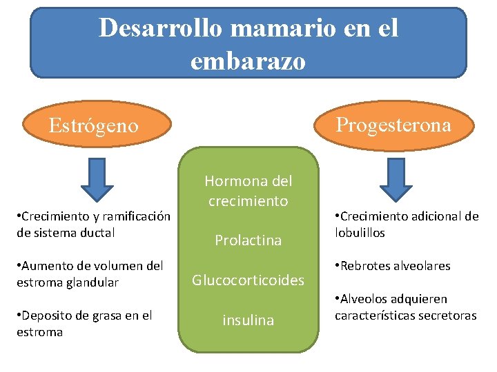 Desarrollo mamario en el embarazo Progesterona Estrógeno • Crecimiento y ramificación de sistema ductal