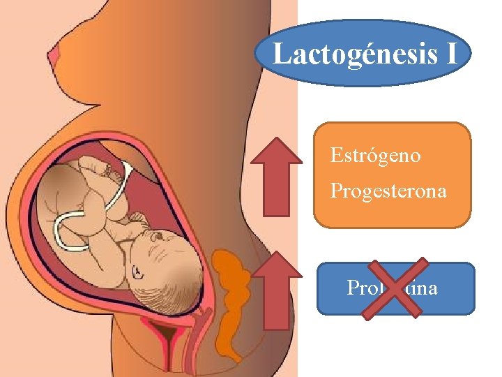 Lactogénesis I Estrógeno Progesterona Prolactina 