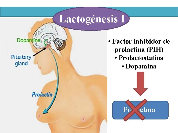 Lactogénesis I • Factor inhibidor de prolactina (PIH) • Prolactostatina • Dopamina Prolactina 