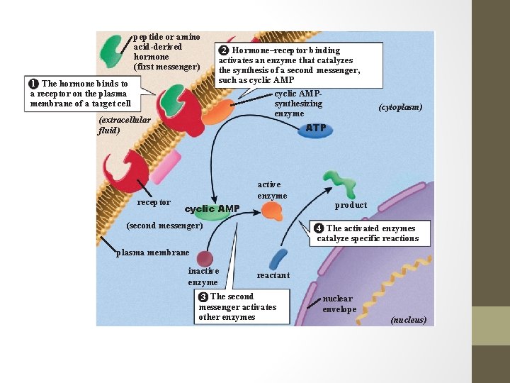 peptide or amino acid-derived hormone (first messenger) 1 The hormone binds to a receptor