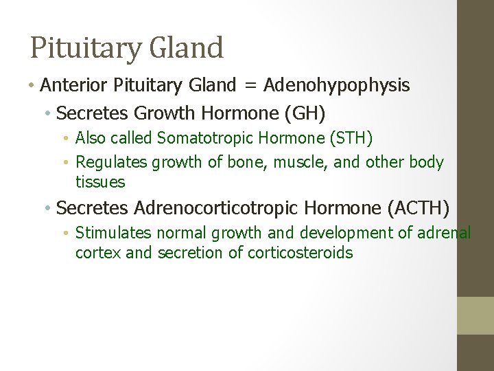 Pituitary Gland • Anterior Pituitary Gland = Adenohypophysis • Secretes Growth Hormone (GH) •