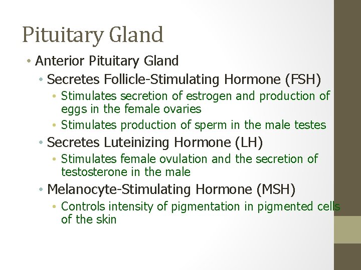 Pituitary Gland • Anterior Pituitary Gland • Secretes Follicle-Stimulating Hormone (FSH) • Stimulates secretion