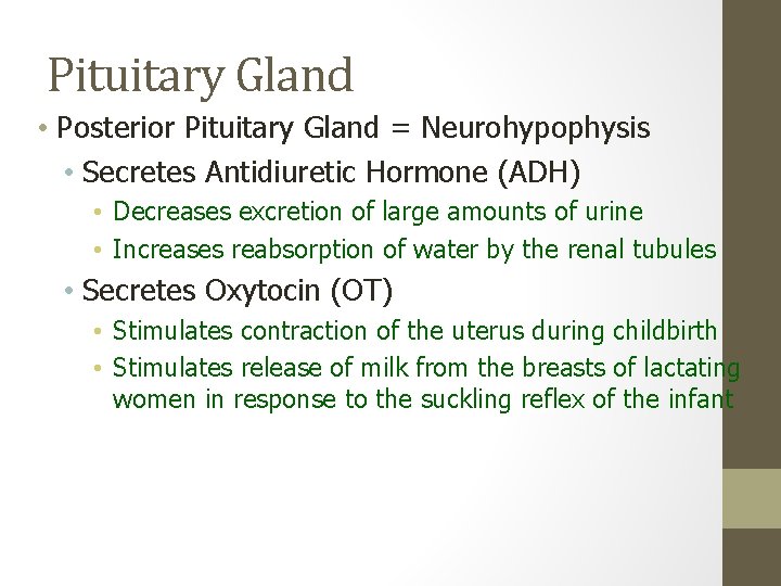 Pituitary Gland • Posterior Pituitary Gland = Neurohypophysis • Secretes Antidiuretic Hormone (ADH) •