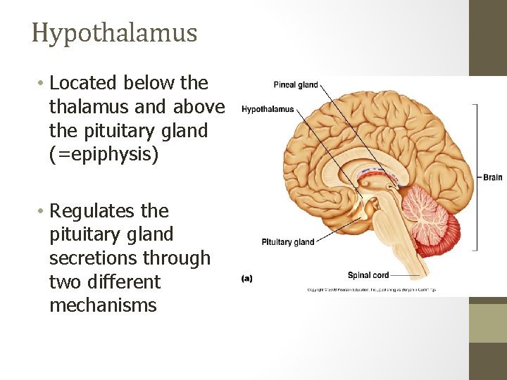 Hypothalamus • Located below the thalamus and above the pituitary gland (=epiphysis) • Regulates