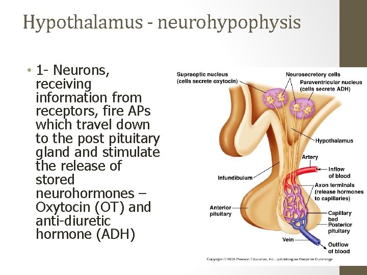Hypothalamus - neurohypophysis • 1 - Neurons, receiving information from receptors, fire APs which