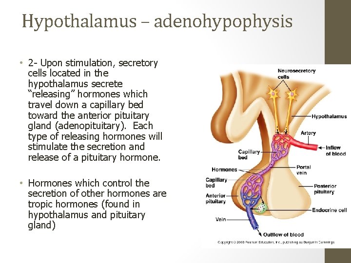 Hypothalamus – adenohypophysis • 2 - Upon stimulation, secretory cells located in the hypothalamus