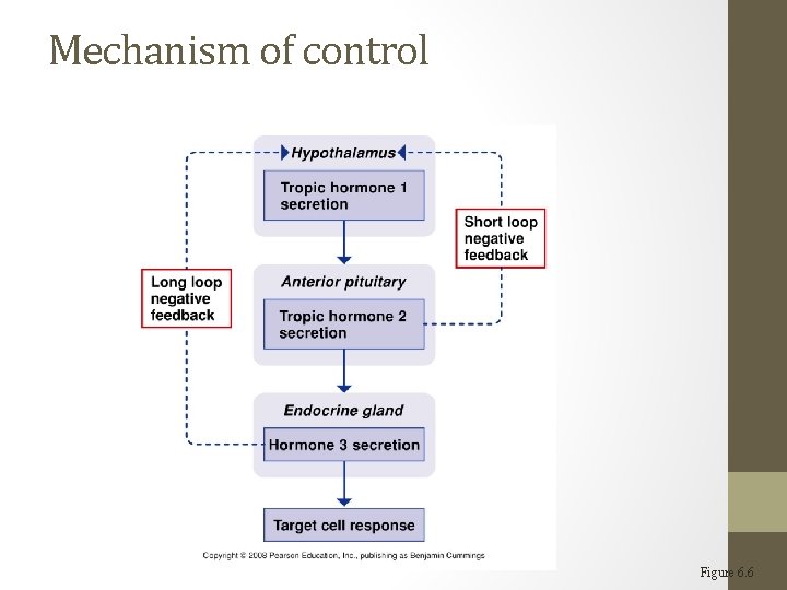 Mechanism of control Figure 6. 6 