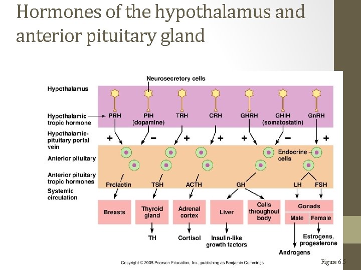Hormones of the hypothalamus and anterior pituitary gland Figure 6. 5 