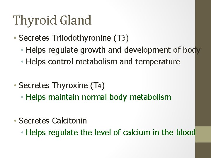 Thyroid Gland • Secretes Triiodothyronine (T 3) • Helps regulate growth and development of