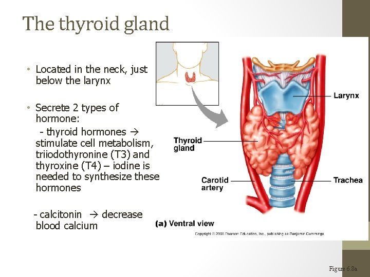 The thyroid gland • Located in the neck, just below the larynx • Secrete