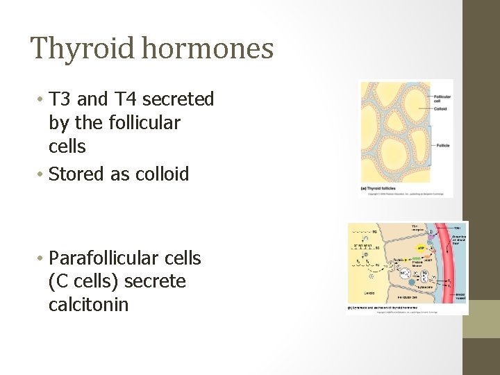 Thyroid hormones • T 3 and T 4 secreted by the follicular cells •
