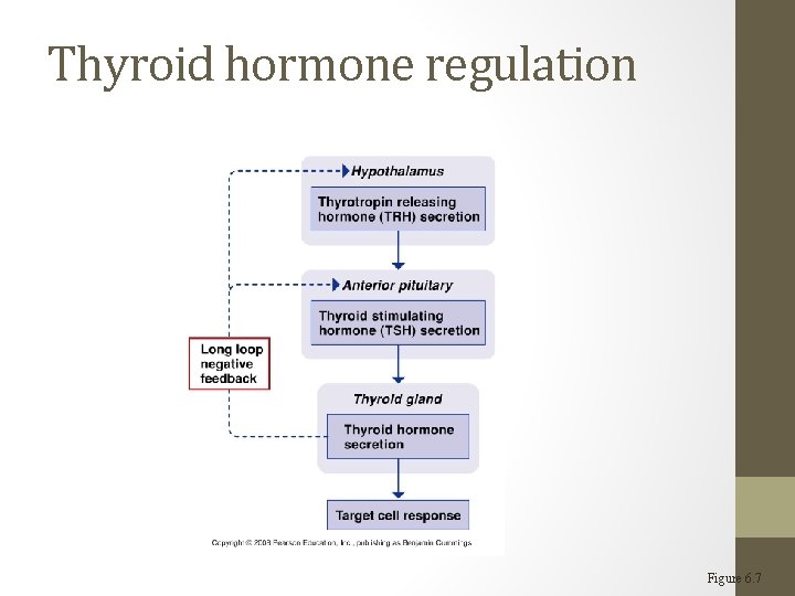 Thyroid hormone regulation Figure 6. 7 