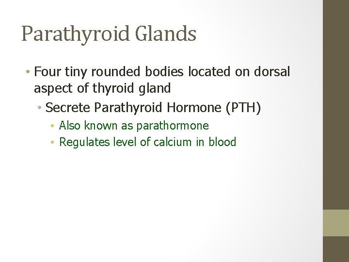 Parathyroid Glands • Four tiny rounded bodies located on dorsal aspect of thyroid gland