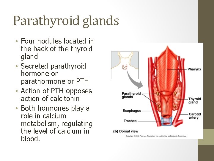 Parathyroid glands • Four nodules located in the back of the thyroid gland •