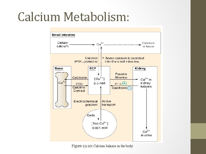 Calcium Metabolism: Figure 23 -20: Calcium balance in the body 