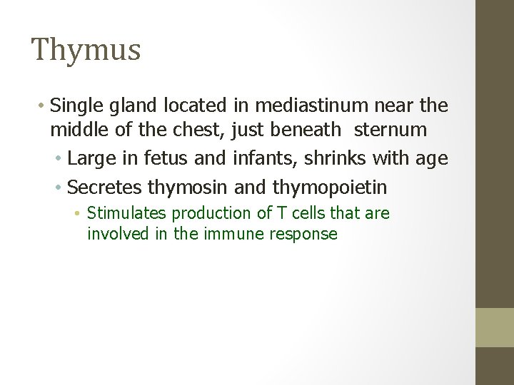 Thymus • Single gland located in mediastinum near the middle of the chest, just