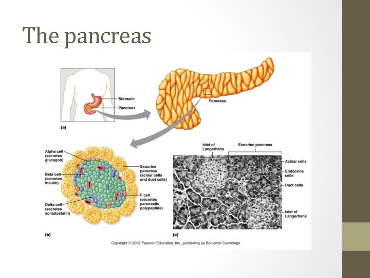 The pancreas 