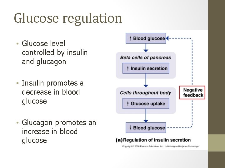 Glucose regulation • Glucose level controlled by insulin and glucagon • Insulin promotes a