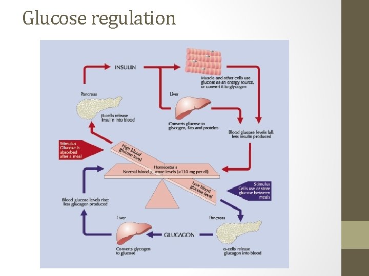 Glucose regulation 
