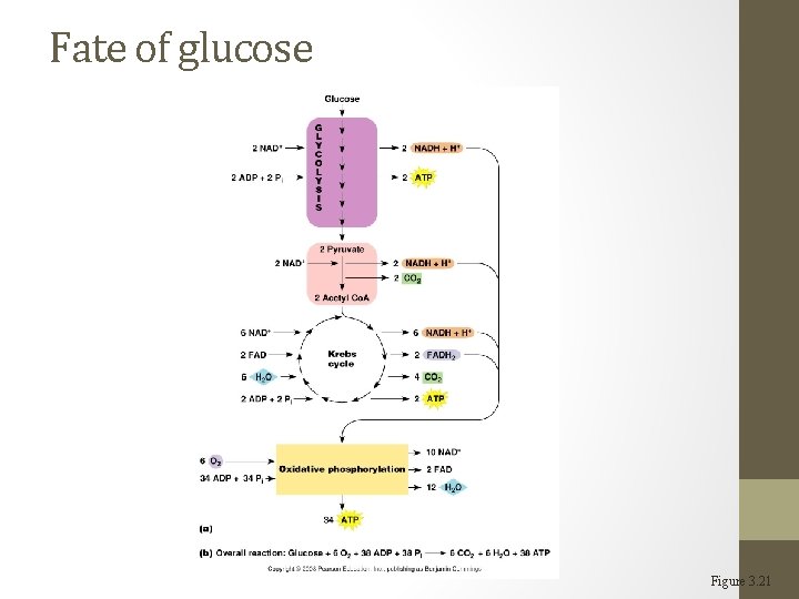 Fate of glucose Figure 3. 21 