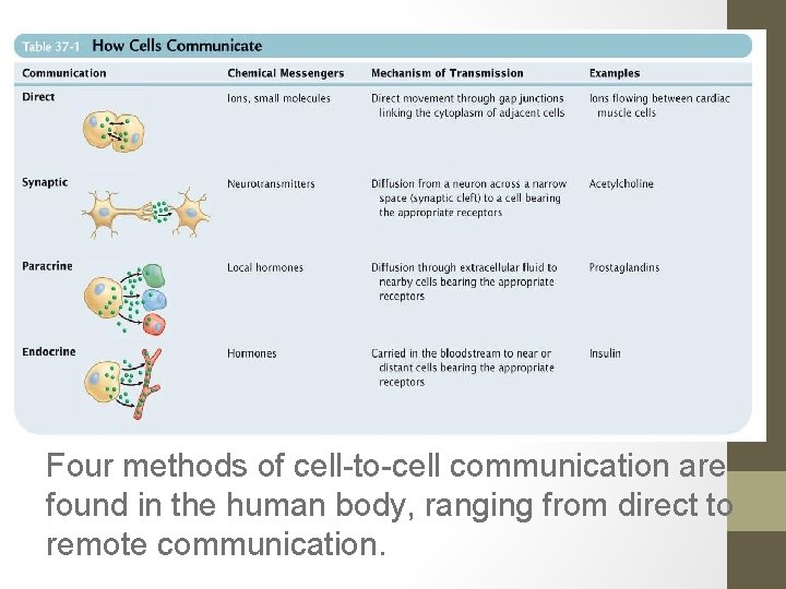 Four methods of cell-to-cell communication are found in the human body, ranging from direct