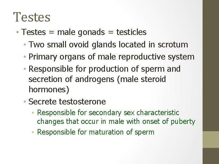 Testes • Testes = male gonads = testicles • Two small ovoid glands located