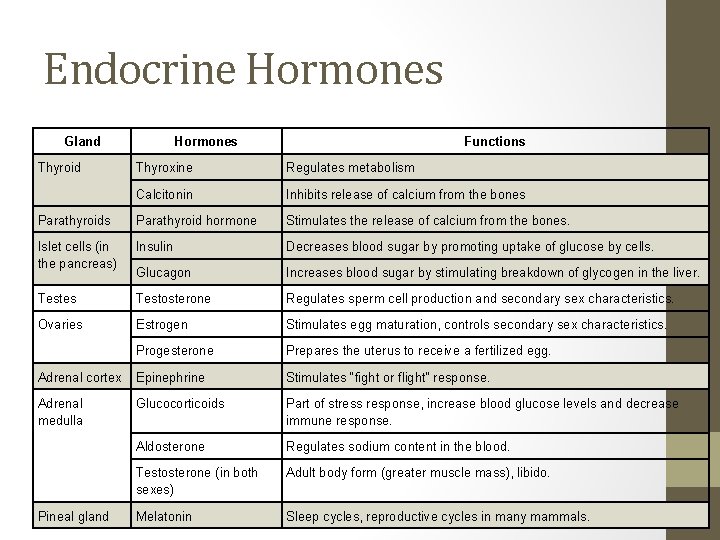 Endocrine Hormones Gland Thyroid Hormones Functions Thyroxine Regulates metabolism Calcitonin Inhibits release of calcium
