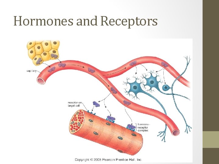 Hormones and Receptors 