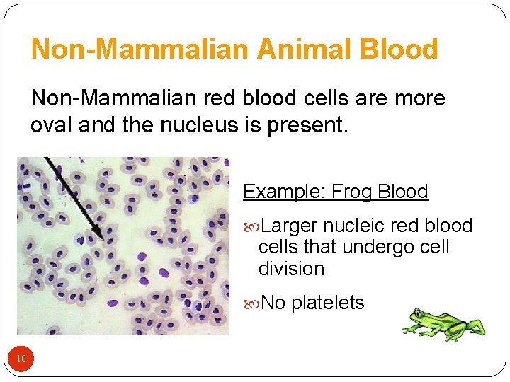 Non-Mammalian Animal Blood Non-Mammalian red blood cells are more oval and the nucleus is