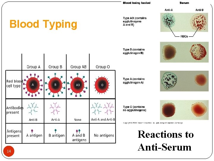 Blood Typing 14 Reactions to Anti-Serum 