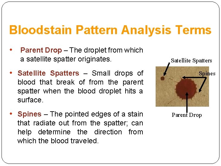 Bloodstain Pattern Analysis Terms • Parent Drop – The droplet from which a satellite