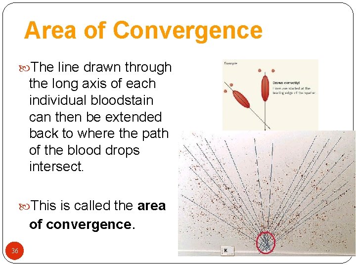 Area of Convergence The line drawn through the long axis of each individual bloodstain