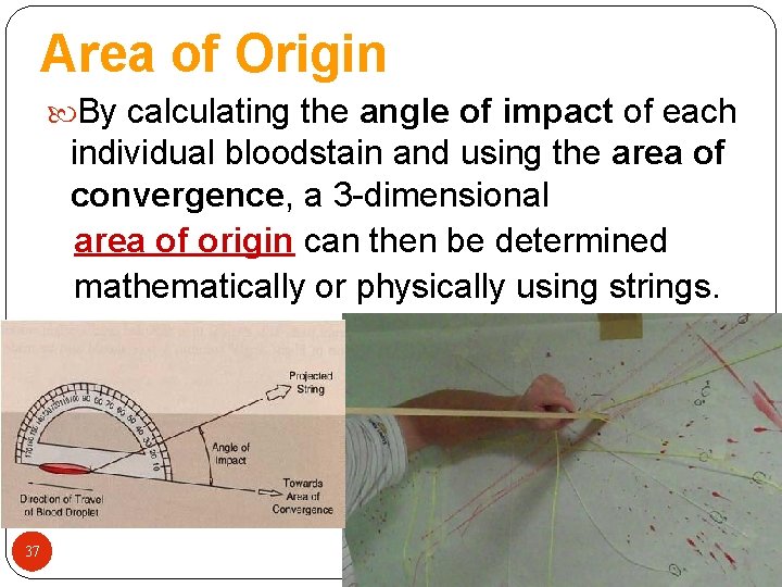 Area of Origin By calculating the angle of impact of each individual bloodstain and