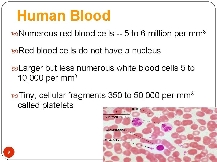 Human Blood Numerous red blood cells -- 5 to 6 million per mm 3