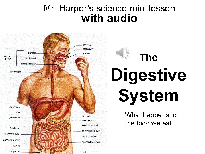 Mr. Harper’s science mini lesson with audio The Digestive System What happens to the