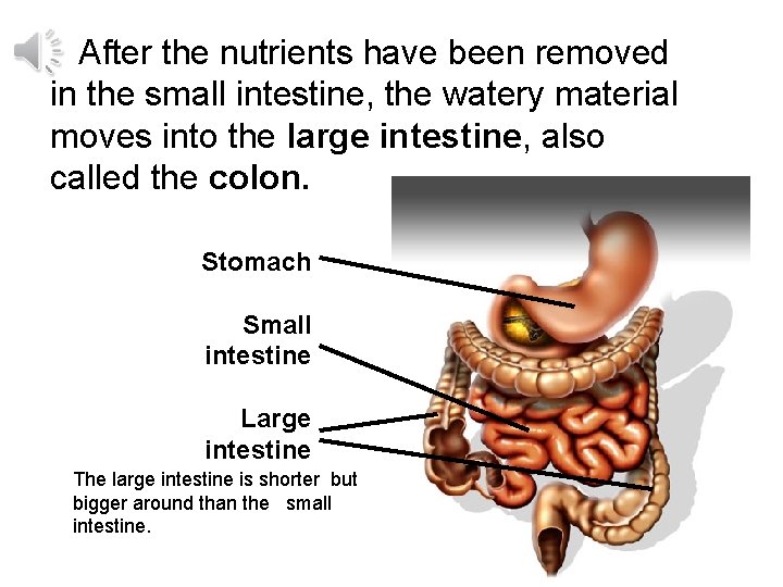 After the nutrients have been removed in the small intestine, the watery material moves