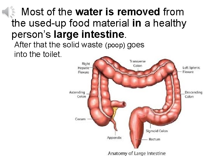 Most of the water is removed from the used-up food material in a healthy