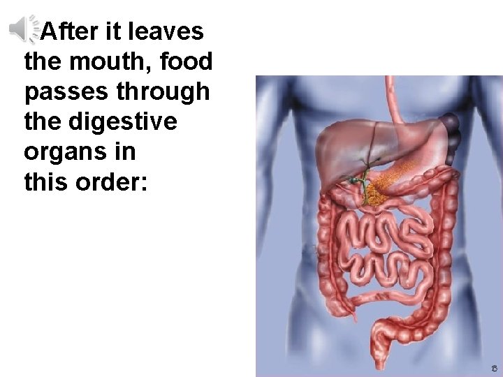 After it leaves the mouth, food passes through the digestive organs in this order: