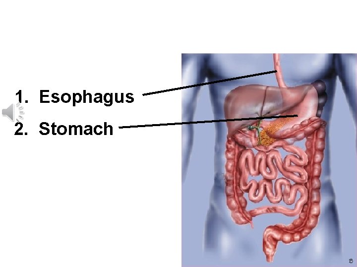 Let’s review: After it leaves the mouth the order of the organs that food
