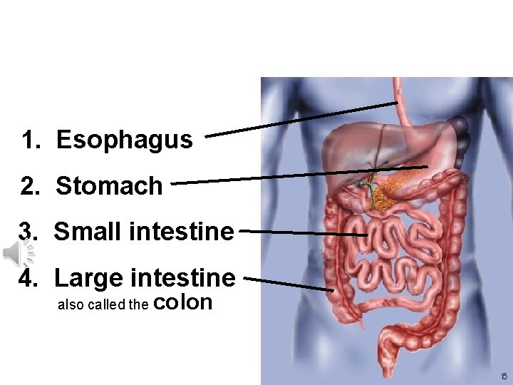 Let’s review: After it leaves the mouth the order of the organs that food