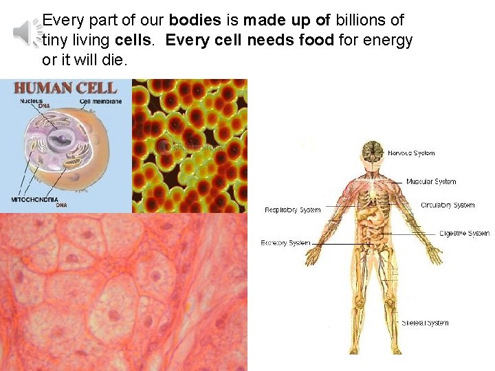 Every part of our bodies is made up of billions of tiny living cells.