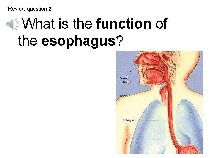 Review question 2 What is the function of the esophagus? 