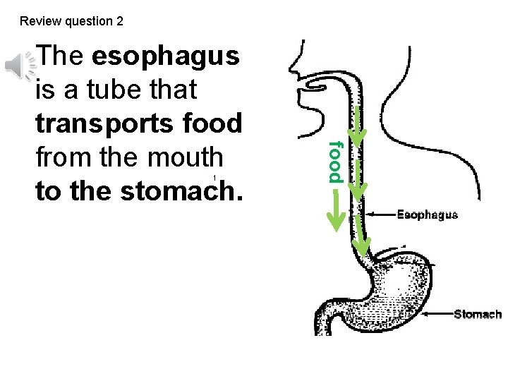 Review question 2 food The esophagus is a tube that transports food from the