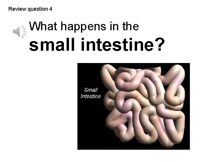 Review question 4 What happens in the small intestine? 