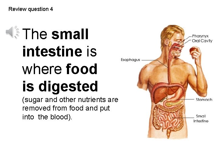 Review question 4 The small intestine is where food is digested (sugar and other