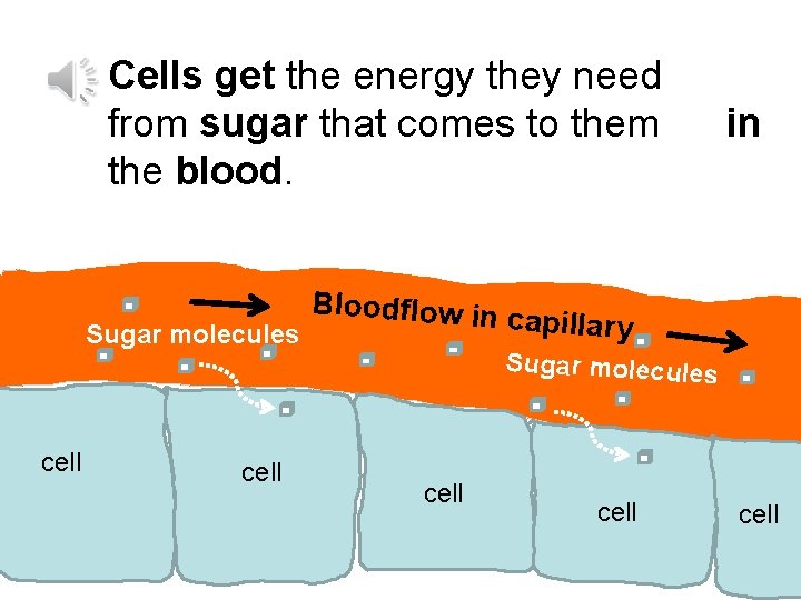 Cells get the energy they need from sugar that comes to them the blood.